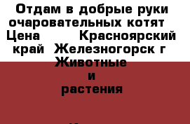 Отдам в добрые руки очаровательных котят › Цена ­ 10 - Красноярский край, Железногорск г. Животные и растения » Кошки   . Красноярский край,Железногорск г.